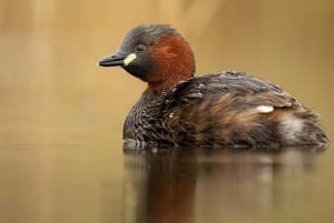 Частная однодневная экскурсия на озеро Баринго из Найроби