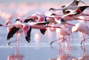 Private Day tour to Lake Nakuru park and option boat ride