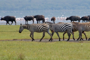 Private Day tour to Lake Nakuru park and option boat ride