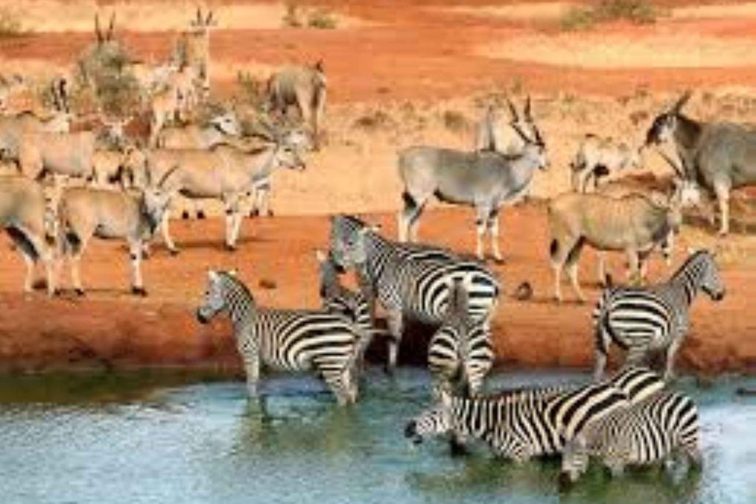 Частная однодневная экскурсия в национальный парк Цаво-Восток