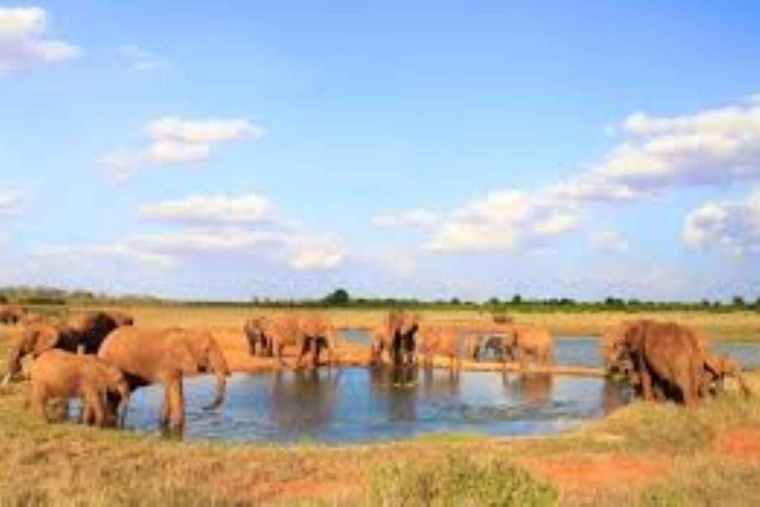 Частная однодневная экскурсия в национальный парк Цаво-Восток