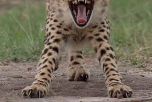 Частная однодневная экскурсия в национальный парк Цаво-Восток