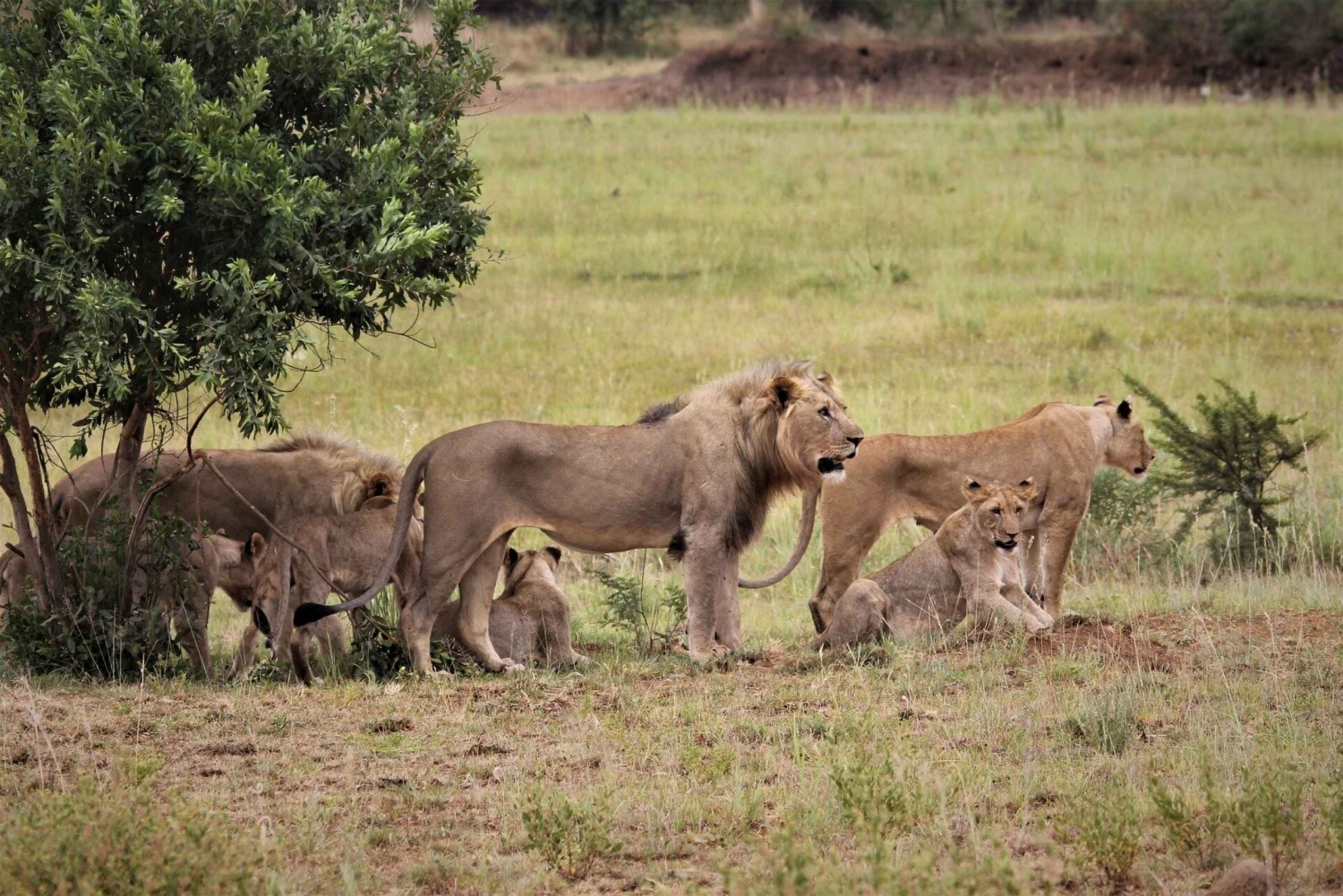 Guided Tour: Nairobi National Park Private Trip