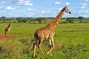 Guided Tour: Nairobi National Park Private Trip
