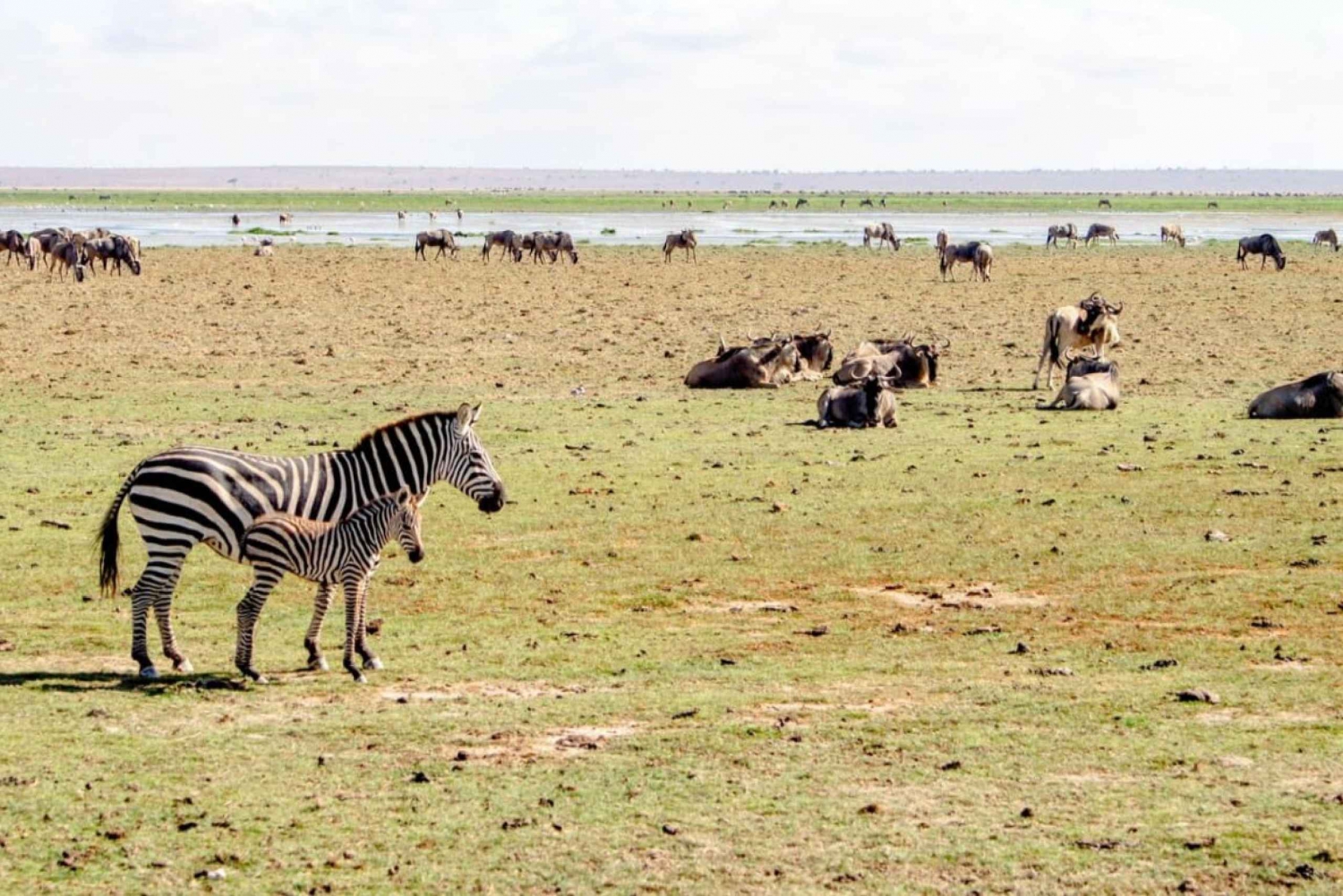 Private Game Drives in Amboseli