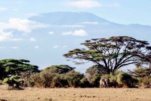 Private Game Drives in Amboseli