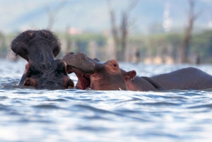 Safari de un día: Hell's Gate, Naivasha y la isla Crescent