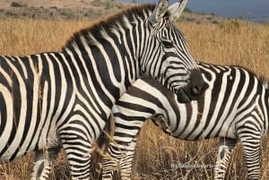 Privat åktur med båt på Naivashasjön, guidad tur på Crescent Island