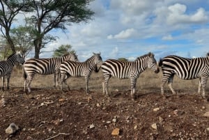 Passeio privado no Parque Nacional de Nairóbi em Landcruiser 4*4