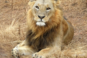Passeio privado no Parque Nacional de Nairóbi em Landcruiser 4*4