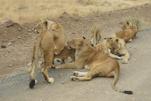 Passeio privado no Parque Nacional de Nairóbi em Landcruiser 4*4