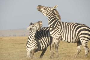 Passeio privado no Parque Nacional de Nairóbi em Landcruiser 4*4