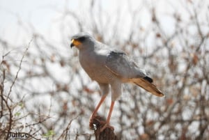 Passeio privado no Parque Nacional de Nairóbi em Landcruiser 4*4