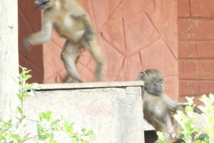 Passeio privado no Parque Nacional de Nairóbi em Landcruiser 4*4
