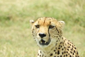 Passeio privado no Parque Nacional de Nairóbi em Landcruiser 4*4