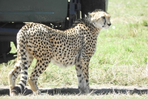 Passeio privado no Parque Nacional de Nairóbi em Landcruiser 4*4