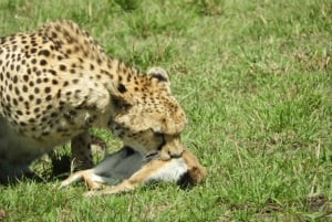 Passeio privado no Parque Nacional de Nairóbi em Landcruiser 4*4
