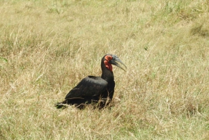 Passeio privado no Parque Nacional de Nairóbi em Landcruiser 4*4