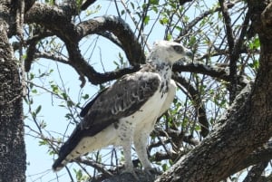 Passeio privado no Parque Nacional de Nairóbi em Landcruiser 4*4