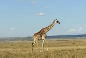 Passeio privado no Parque Nacional de Nairóbi em Landcruiser 4*4