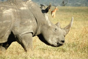 Passeio privado no Parque Nacional de Nairóbi em Landcruiser 4*4