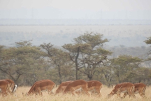 Passeio privado no Parque Nacional de Nairóbi em Landcruiser 4*4