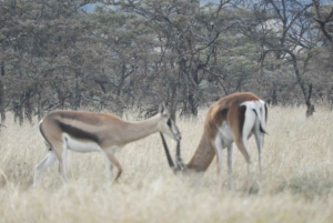 Passeio privado no Parque Nacional de Nairóbi em Landcruiser 4*4