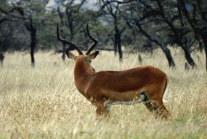 Passeio privado no Parque Nacional de Nairóbi em Landcruiser 4*4