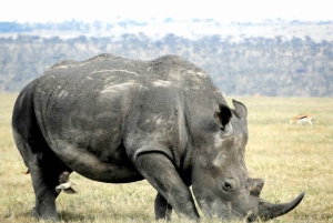 Passeio privado no Parque Nacional de Nairóbi em Landcruiser 4*4