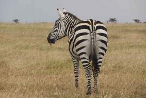 Passeio privado no Parque Nacional de Nairóbi em Landcruiser 4*4