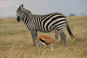 Passeio privado no Parque Nacional de Nairóbi em Landcruiser 4*4