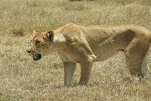 Passeio privado no Parque Nacional de Nairóbi em Landcruiser 4*4