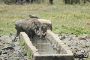 Passeio privado no Parque Nacional de Nairóbi em Landcruiser 4*4