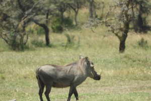 Passeio privado no Parque Nacional de Nairóbi em Landcruiser 4*4
