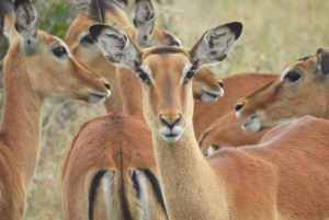 Passeio privado no Parque Nacional de Nairóbi em Landcruiser 4*4