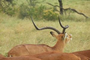 Passeio privado no Parque Nacional de Nairóbi em Landcruiser 4*4