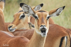 Passeio privado no Parque Nacional de Nairóbi em Landcruiser 4*4