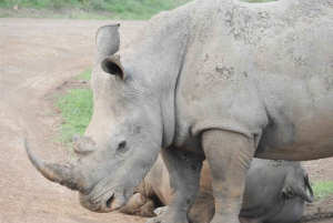 Passeio privado no Parque Nacional de Nairóbi em Landcruiser 4*4