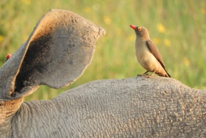 Passeio privado no Parque Nacional de Nairóbi em Landcruiser 4*4