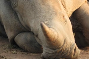 Passeio privado no Parque Nacional de Nairóbi em Landcruiser 4*4