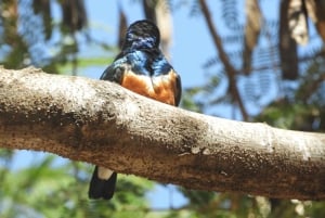 Passeio privado no Parque Nacional de Nairóbi em Landcruiser 4*4