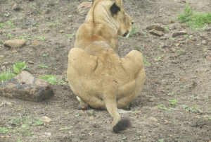 Passeio privado no Parque Nacional de Nairóbi em Landcruiser 4*4