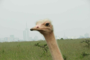 Passeio privado no Parque Nacional de Nairóbi em Landcruiser 4*4