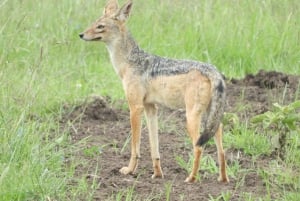 Passeio privado no Parque Nacional de Nairóbi em Landcruiser 4*4