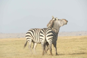 Passeio privado no Parque Nacional de Nairóbi em Landcruiser 4*4