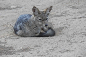 Passeio privado no Parque Nacional de Nairóbi em Landcruiser 4*4