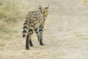 Passeio privado no Parque Nacional de Nairóbi em Landcruiser 4*4