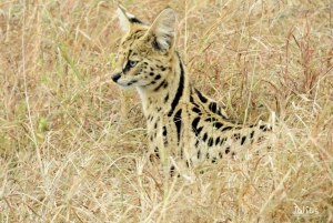 Passeio privado no Parque Nacional de Nairóbi em Landcruiser 4*4