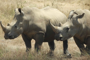 Passeio privado no Parque Nacional de Nairóbi em Landcruiser 4*4