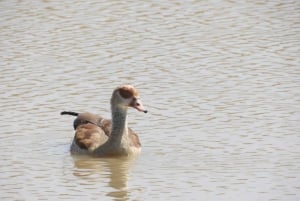 Passeio privado no Parque Nacional de Nairóbi em Landcruiser 4*4